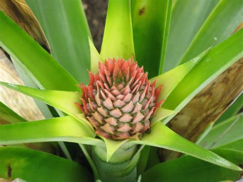 A Home in the Country: Pineapple Plant