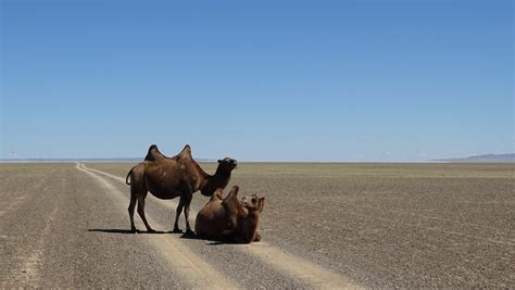 Visiter Le Désert De Gobi Mongolie A Faire à Voir à Le Désert De