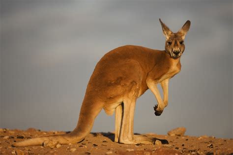 Red Kangaroo Australias Largest Native Land Mammal Amoty2022