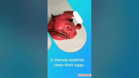 9 Facts About Blobfish Youtube