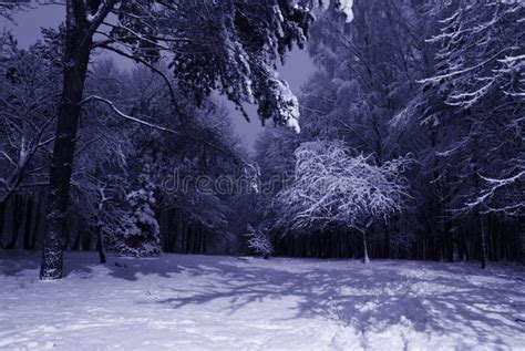 Winter Night Landscape Stock Image Image Of Frost Night 20623197
