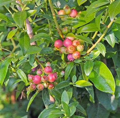 Shop for pink lemonade blueberry online and ship it directly to your door from the nursery. Blueberry 'Pink Lemonade' - DeGroot