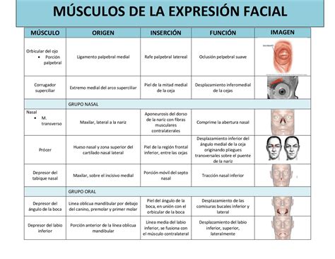 Tabla Comparativa De Musculos De La Expresion Facial Docsity