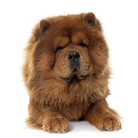 11 Dog Breeds That Look Like Bears Purewow Vlrengbr