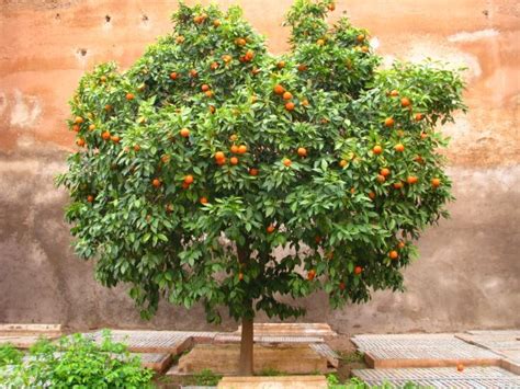 How To Grow An Orange Tree From Seed The Garden Of Eaden