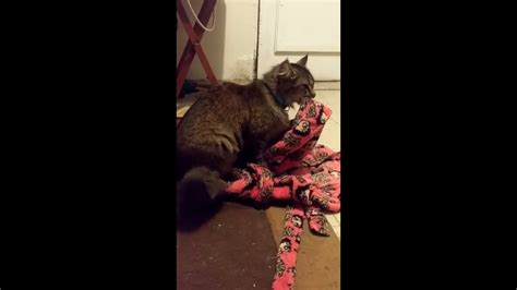 Kiru The Cat Humping And Kneading His Blanket Youtube