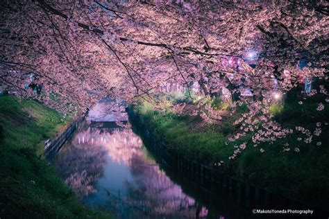 Sakura River Chiba Japan By Makoto Yoneda 桜 Cherryblossom Youth
