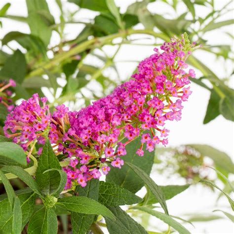 Monrovia Pink Delight Butterfly Bush In 25 Quart Pot In The Perennials