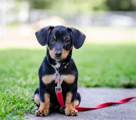 18 Adorable Mixed Breed Dogs Youll Fall In Love With