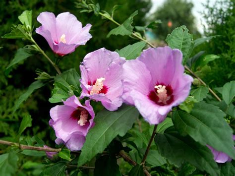 Rose Of Sharon White Flower With Red Center Hibiscus Live Plant With