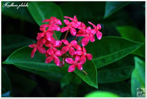 Arbustos, arbustos tropicais, cercas vivas, flores perenes clima: ফুলের নাম : রঙ্গন / অন্যান্য নাম : রুক্সিনী, রক্তক, বন্ধুক ...