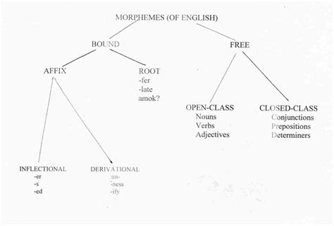 The Root Of Linguistics The Importance Of The Root In Language