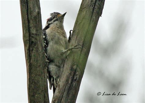 Birding With Lisa De Leon Downy Woodpecker Newfoundland