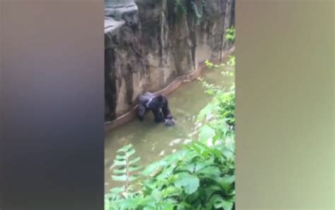 Video Shows Harambe The Gorilla Holding Hands With Boy Who Fell In
