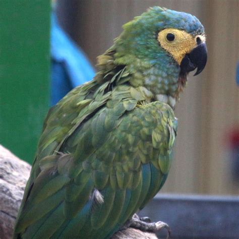 Red Bellied Macaw