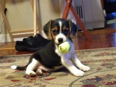 Finger lakes pet resort family owned dog & cat boarding, daycare, training, & grooming in the rochester, ny area. Beagle Puppies For Sale Rochester Ny | PETSIDI