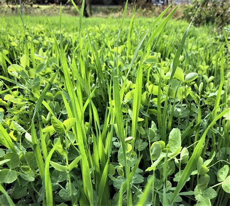 Fall Cover Crops For Soil Health Growing Franklin
