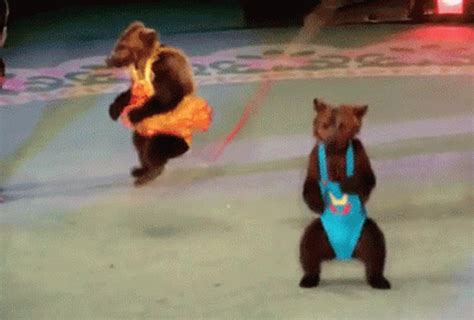 Dancing Bears GIF Dancing Bears Discover Share GIFs