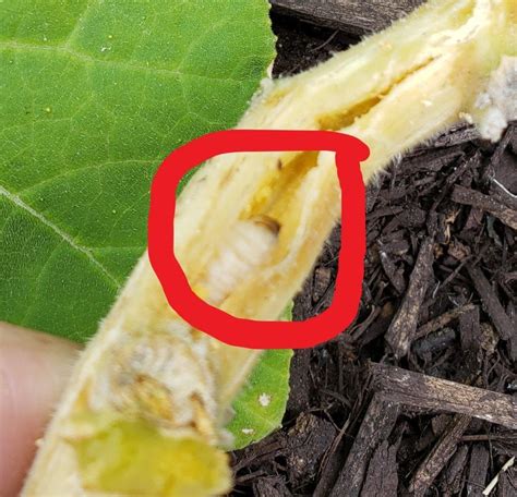 Squash Vine Borer How To Prevent Protect And Get Rid Of Them In 2022