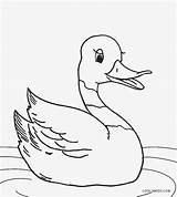 Duck Coloring Printable Cool2bkids sketch template