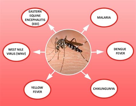 Mosquito Bite Diseases And Symptoms Propane Mosquito Trap