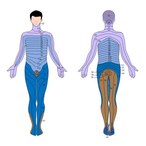 Sciatica Dermatome Chart