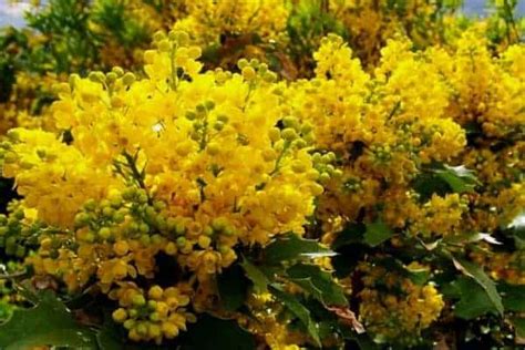 12 Best Varieties Of Yellow Flowering Shrubs Igra World