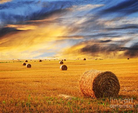 Golden Sunset Over Farm Field With Hay Bales By Elena Elisseeva