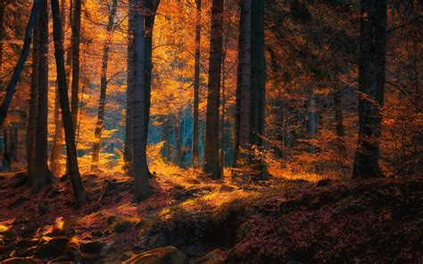 Nature Landscape Forest Fall Leaves Trees Sunlight Wallpaper