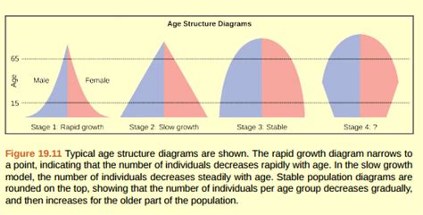 38 Population Age Structure Diagram Diagram For You