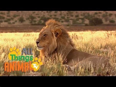 * all indian cities are listed here in alphabetical order for easy copy & paste purpose. animals alphabet rhymes video song for wild animal ...