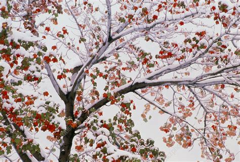 Snow Covered Autumnal Red Maple Tree Stock Image B6010149