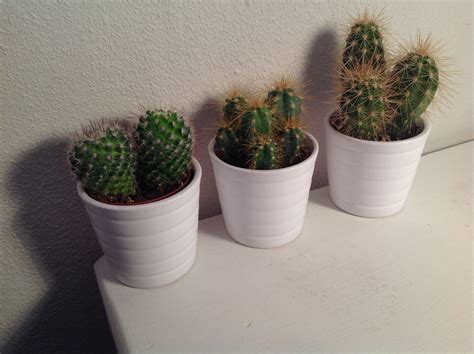 Du möchtest auch einen pflegeleichten. 🌈 cactus IKEA selfmade | Succulents, Cactus, Plants