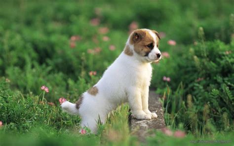 Cute Puppy Small Dog Hd Free Wallpaper Windows 10 Wallpapers