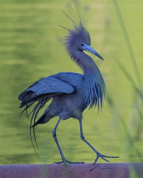 Little Blue Heron By Bryan Russo Rips Rookery Jefferson Island