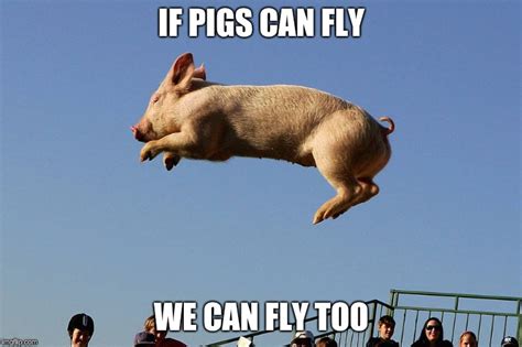 Pig Memes And S Imgflip