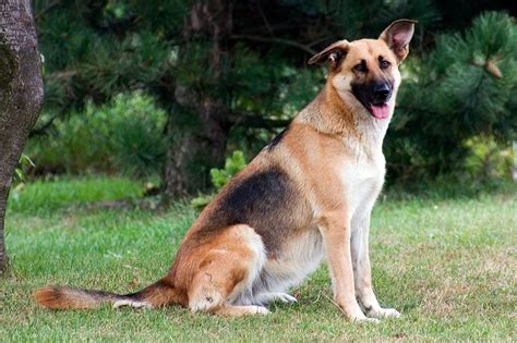 are there short haired german shepherds