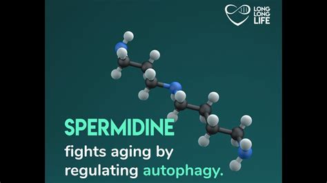 Spermidine Against Aging An Important Autophagy Regulator Youtube