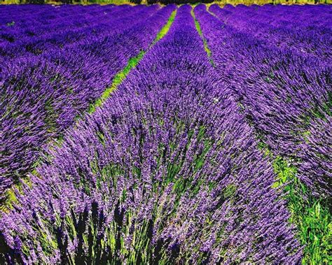 English Lavender Wallpapers Wallpaper Cave