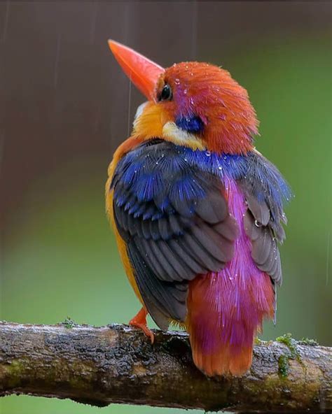 Tywkiwdbi Tai Wiki Widbee Dwarf Kingfisher