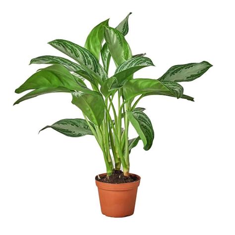 Silver Bay Chinese Evergreen Aglaonema Plant In 6 In Grower Pot 6ch