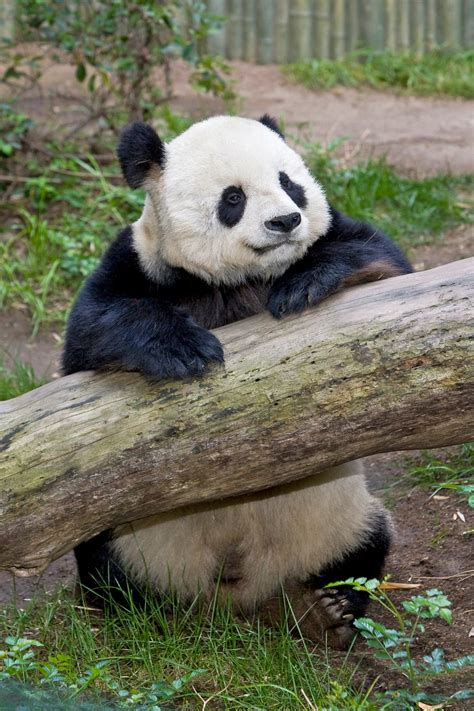 Gao Gao The Giant Male Panda Has Incurable Heart Disease San Diego Zoo