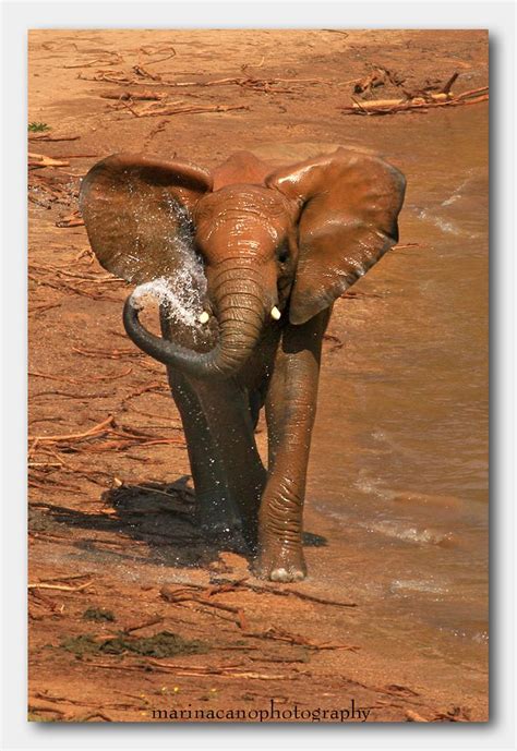 ♥elephants Love A Good Rub In The Mud Elephants Photos Elephant Elephant Images