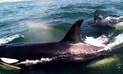 Avistan Ataque De Orcas A Pez Luna En Oaxaca Noticias De Yucatán