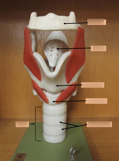 Larynx Model Anterior View Diagram Quizlet