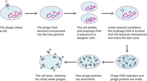 The Viral Life Cycle Microbiology