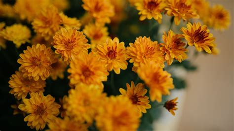 Yellow Chrysanthemum Flowers 4k Hd Flowers Wallpapers Hd Wallpapers