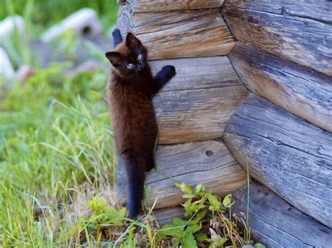 Log Cabin Cat Cat Fancy Pinterest