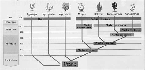 Biología Grado Noveno EvoluciÓn De Las Plantas