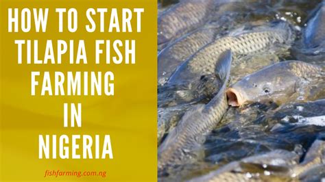 How To Start Tilapia Fish Farming In Nigeria